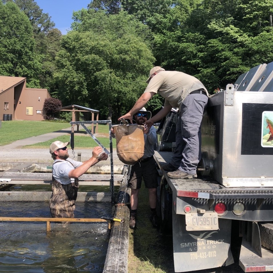 Three men move trout from a tank to a truck to stock a new body of water.